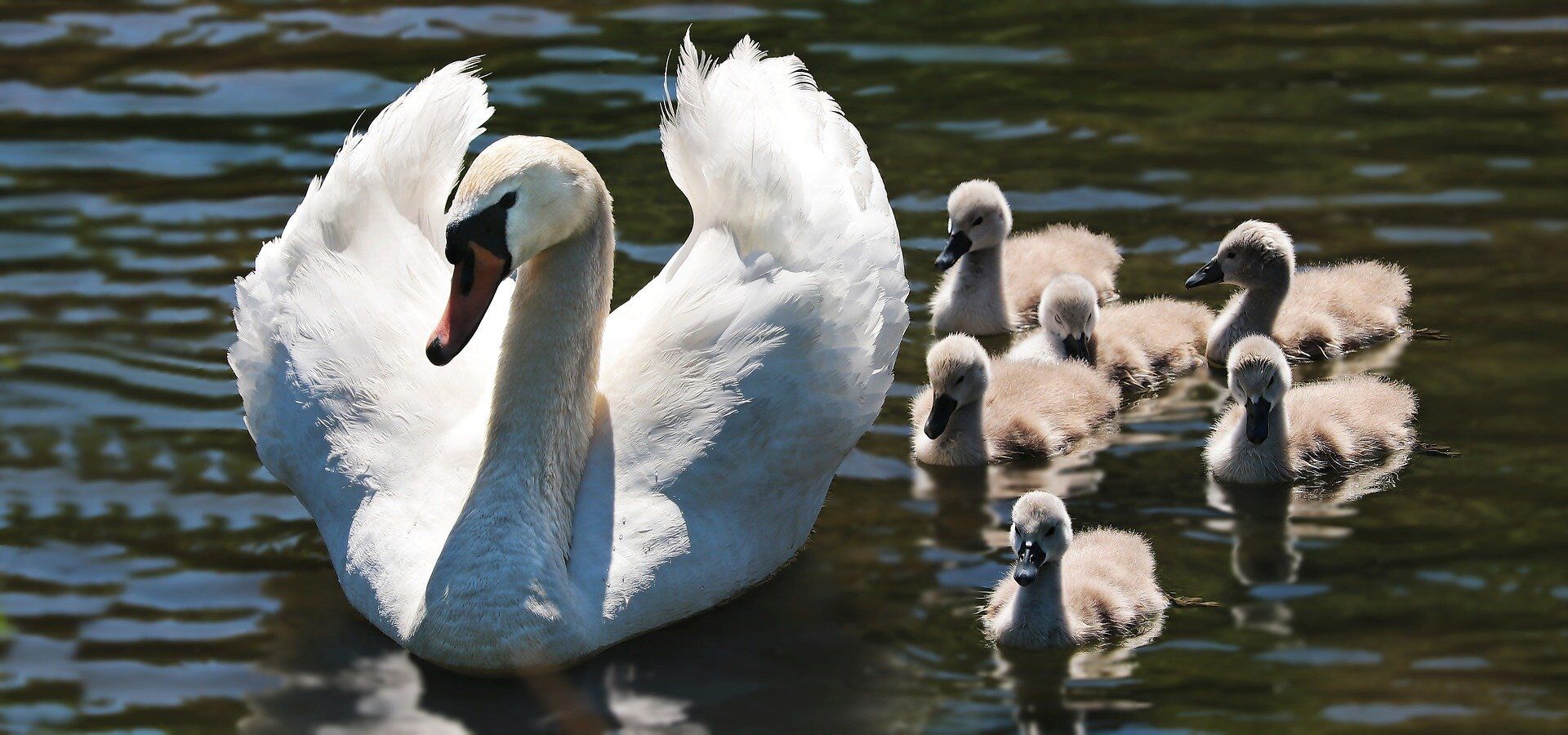 Seven swans-a-swimming: $13,125 (0.0%)